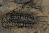 Rare Spiny Odontopleurid (Proceratocephala) Trilobite - Very Large #339966-2